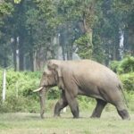 हात्तिको आक्रमणमा परी सुन्दर हरैंचाकी ६१ वर्षीया वृद्धाको मृत्यु, १५ दिनमा २ जनाको ज्यान गयो