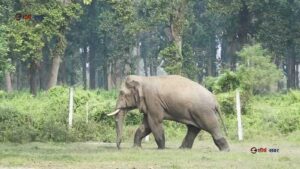 दमकमा हात्तिले खेदेर आक्रमण गर्दा मीनबहादुरको मृत्यु