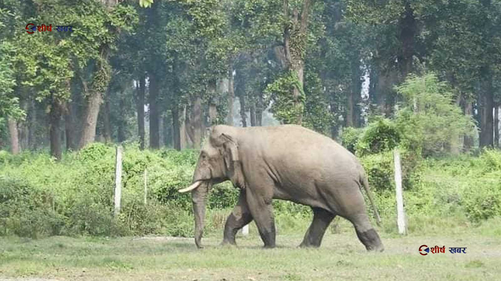 हात्तिको आक्रमणमा परी सुन्दर हरैंचाकी ६१ वर्षीया वृद्धाको मृत्यु, १५ दिनमा २ जनाको ज्यान गयो